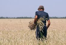 Photo of Засуха угрожает урожаю фермерам
