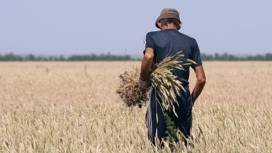 Photo of Засуха угрожает урожаю фермерам